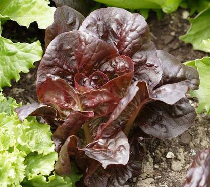 Antier RED LETTUCE ROMAINE SEED (PACK OF 30 SEED X 10 PER PKTS) 10 PACKET OF RED LETTUCE ROMAINE Seed