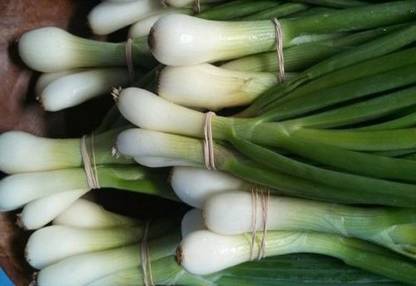Antier SPRING CUT BUNCHING ONION SEED (PACK OF 30 SEED X 2 PER PKTS) 2 PACKET OF SPRING CUT BUNCHING ONION Seed