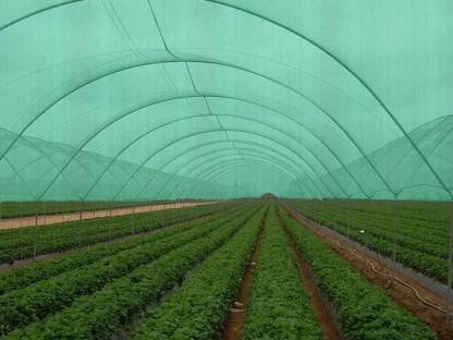 AGK Enterprises Green Shade Net for Garden/Balcony with Niwar 75% 15X15 Ft Portable Green House