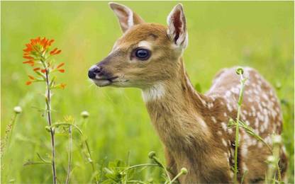 Animal Deer Wall Poster For Room With Gloss Lamination M55 Paper Print