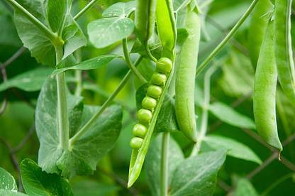Splorias Peas Seed