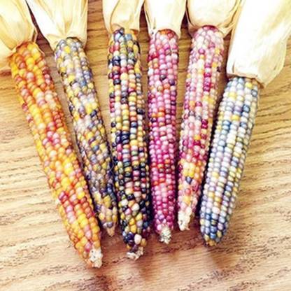 Antier RAINBOW CORN SEED (PACK OF 30 SEED X 9 PER PKTS) 9 PACKET OF RAINBOW CORN Seed