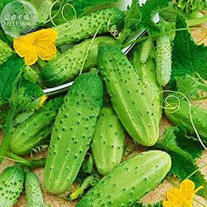Airex GHERKINS CUCUMBER PICKLING SEED (PACK OF 30 SEED X 2 PER PKTS) 2 PACKET OF GHERKINS CUCUMBER PICKLING Seed