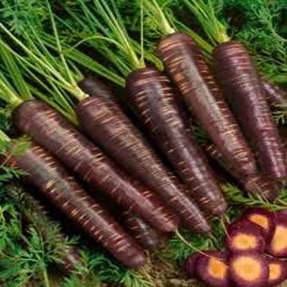 Airex BLACK WONDER CARROT SEED (PACK OF 30 SEED X 6 PER PKTS) 6 PACKET OF BLACK WONDER CARROT Seed