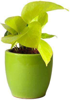 Grinian Money Plant