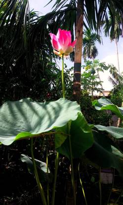 Unimart LOTUS, KAMAL, PADMA Seed