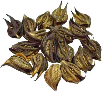 Cosmic Energy Bat Head Root/Evil Pod/Devil Pod Seed