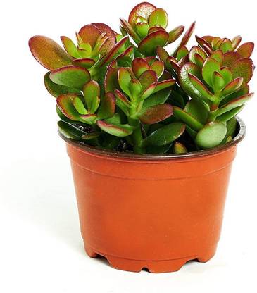 Ukaanda Crassula Plant