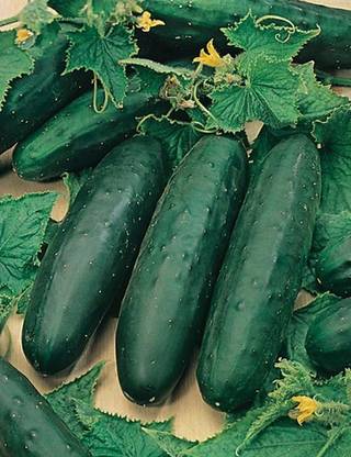 Antier American Black Cucumber Seed