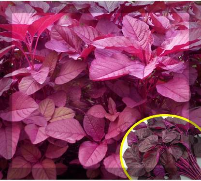 Antier AMARANTHUS RED CHOULI JEWEL SEEDS PACK OF 300 SEEDS x 1 PACKET Seed