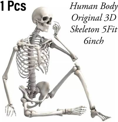 AMACO Human Body Lab Skeleton Model Science project etc ...