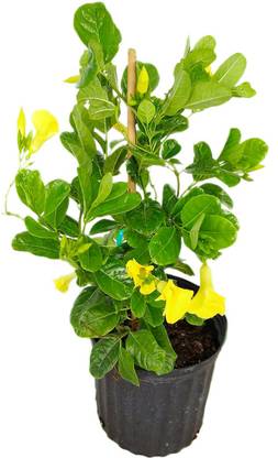 go4plants Madhumalti/Rangoon Creeper