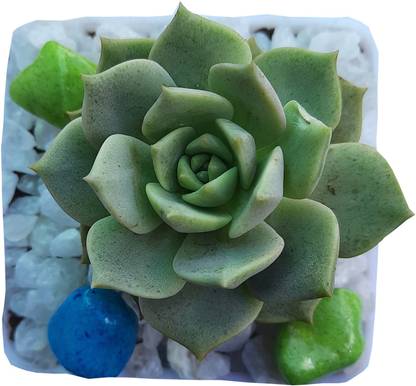 MVM ecomerce Desert plant