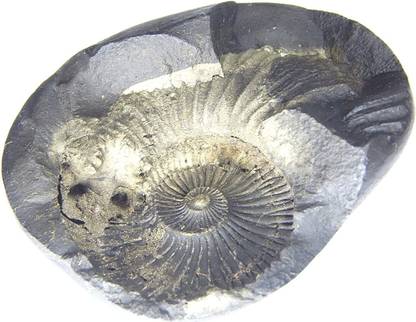hoseki Chaturbaahuh Sudarshan Shaligram 1.5cm - 2.5cm from Kali Gandaki 1 pcs stone Regular Asymmetrical Crystal Stone