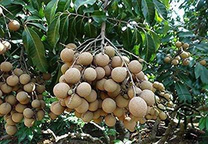 Eco Ocean Chiku Plant