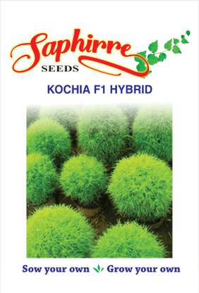 Saphirre Seeds kochai Seed