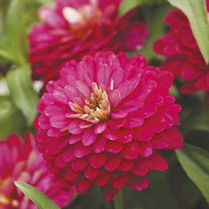 SONIRO Zinia Seed