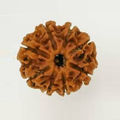 Jaipur Gemstone 38 Mukhi Rudraksha Beads Original Natural Eight Faces Rudraksha Astrological Purpose Beads Wood