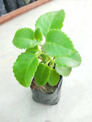 World Nature Hub Ajwine Plant