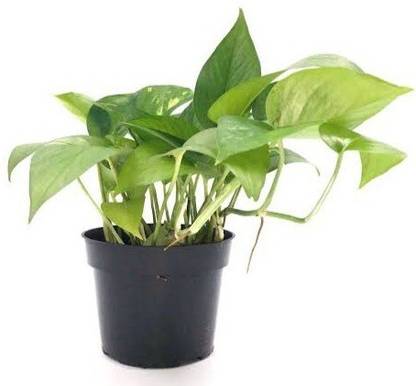PaudhGhar Money Plant