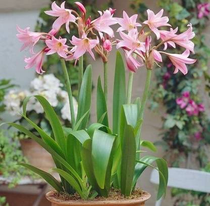 LIVE GREEN aromatic crinum lily flower bulbs pink colour Seed