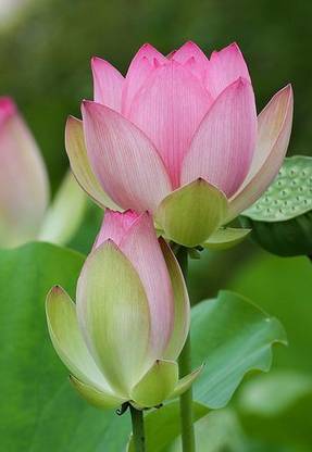 CARIBBEAN IMPORTED BEAUTIFUL LOTUS ( KAMAL ) FLOWER Seed