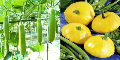 xcentax Bottle gourd, Squash Pattison Pan Seed