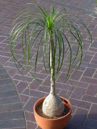 Grinian Ponytail Palm Plant