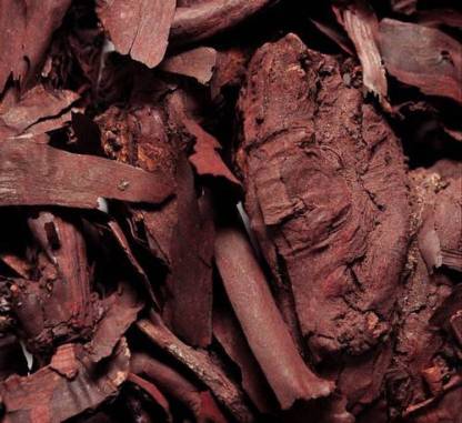 TAMRANSH Ratanjot root Seed