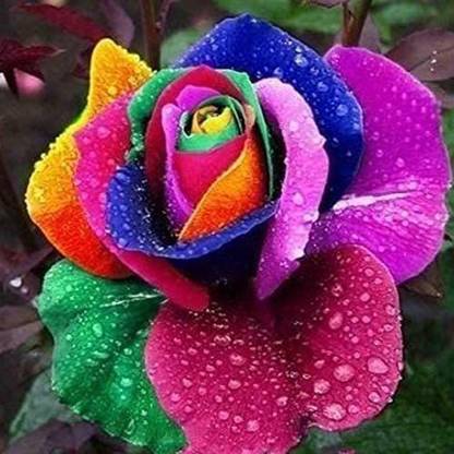 Biosnyg Rare Multi Colours Rainbow Rose Fresh Plant Seeds for Planting 100 Seeds Seed