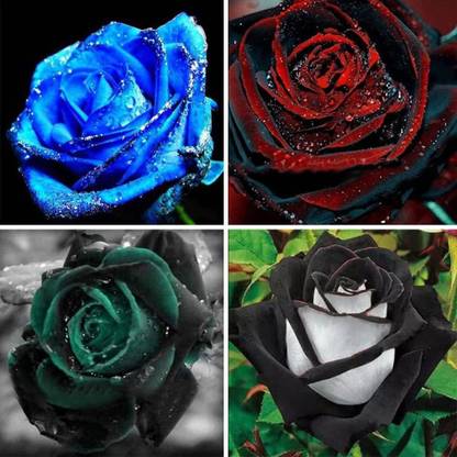 Biosnyg Black/Red/Blue/Green Rose Fresh Plant for Plantin 25 Seeds Seed