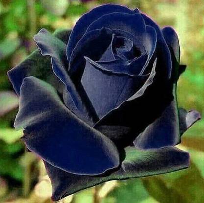 Biosnyg Black Blue Rose Fresh Plant Seeds for Planting for Planting Rare 100 Seeds Seed