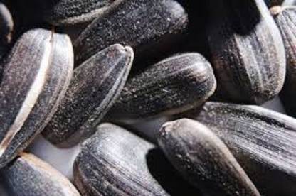 Hanu Sunflower Seed Seed