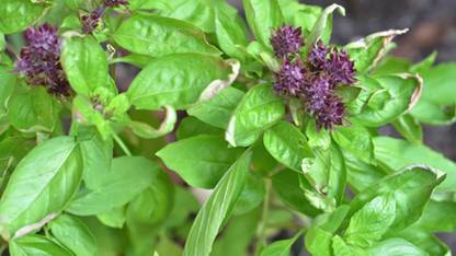 HARDIK ENTERPRISES BOSIL Seed
