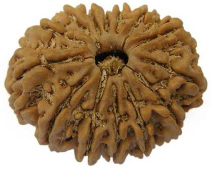 RATAN BAZAAR 14 Mukhi Rudraksha Beads Original fourteen Faces Rudraksha Astrological Purpose Beads Stone