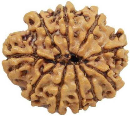 RATAN BAZAAR 10 Mukhi Rudraksha Beads Original Ten Faces Rudraksha Astrological Purpose Beads Stone