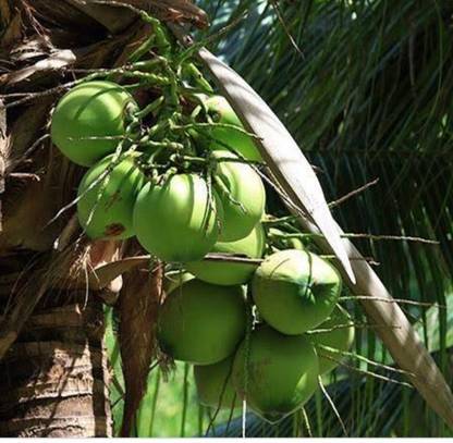 Blue Universe Coconut Plant