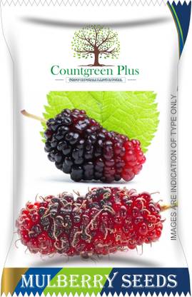 Countgreen Plus Mulberry (Sehtut) Fruit Seeds Seed