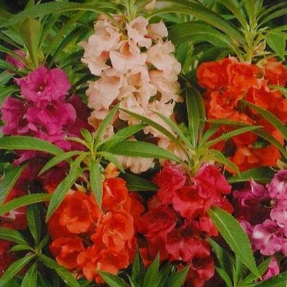 Sjeme Balsam Flower Seed- 80 Seed