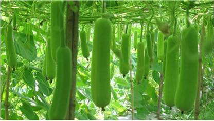 Growth More Enterprises Bottle Gourd Seeds, Sorakaya Seeds Seed