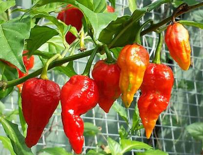 SHOP 360 GARDEN Bhoot Jolokia, Naga Chilli, Ghost Pepper, Bhut jolokia Seed