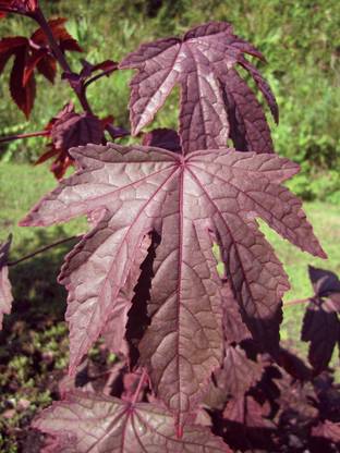 शॉप 360 गार्डन अंबाड़ी / गोंगुरा / पुलीचकीराई बीज