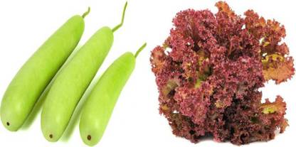 dreamseawaves Bottle Gourd (Dhari Loki)&Lettuce Salad (Lollo Rosso) Microgreen Seed