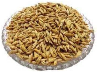 ORGANIC NATURE Raw Barley Seeds Jau (Pack of 5 kg) Barley
