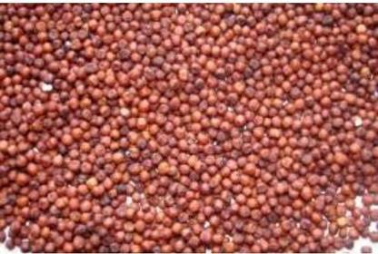 ORGANIC NATURE Ragi Raagi Filler Millet Nachani Multi Grain ragi (Pack of 900 Gram) Finger Millet