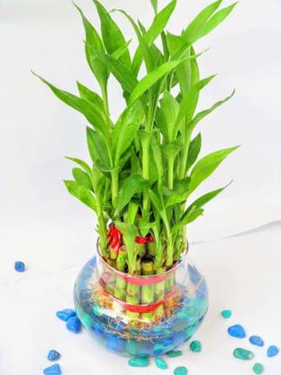 minatigreenhouse Lucky Bamboo Straight Stick