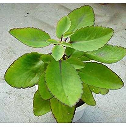 Cloud Farm Bryophyllum Pinnatum/Patharchatta Plant