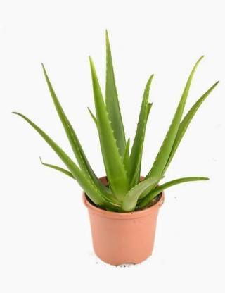 Zomoloco Dwarf Bonsai Succulent Plant
