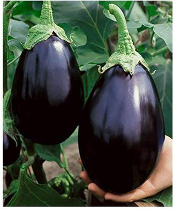 Golden Petal BRINJAL (Baigan) Seed