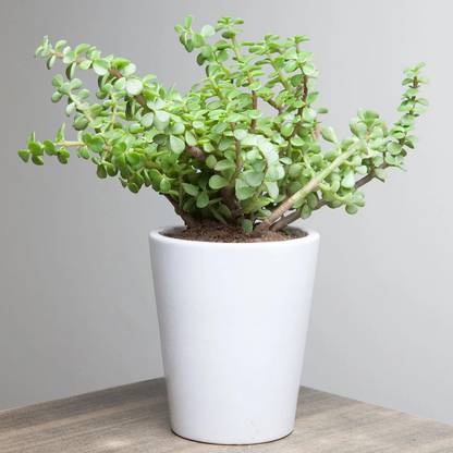 UGALOO Jade Plant